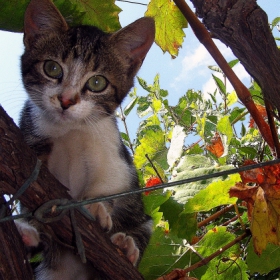 Котето на лозата