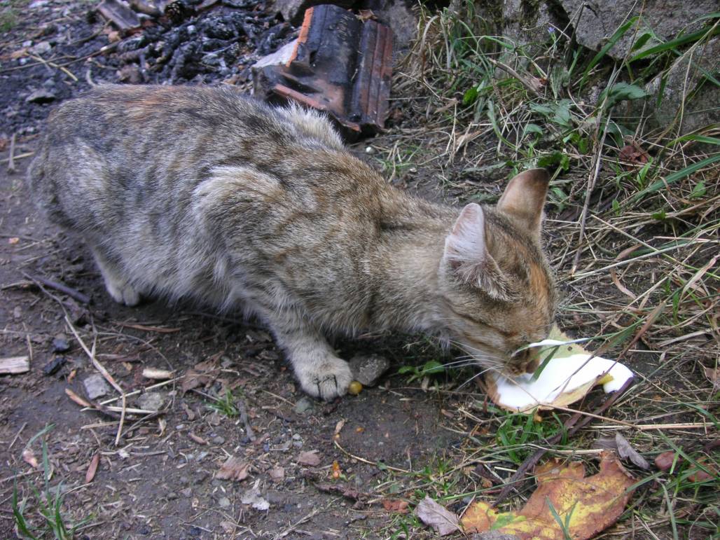 Коте пие мляко от листо