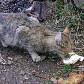 Коте пие мляко от листо