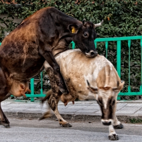 А мъжете са в кръчмата...