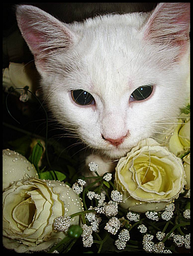 My Princess Жужка