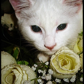 My Princess Жужка