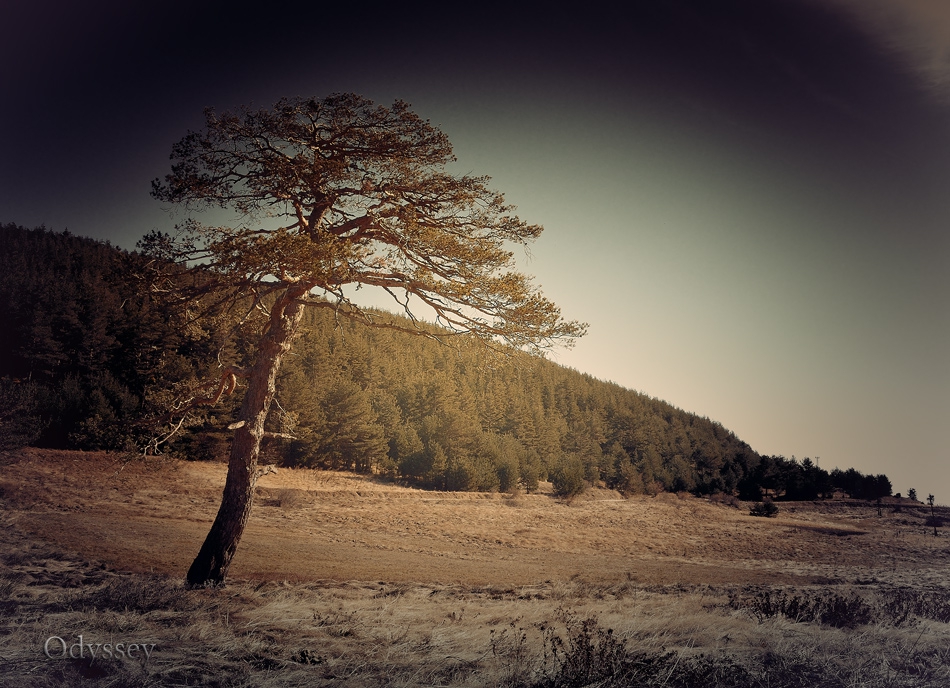 Alone Pine