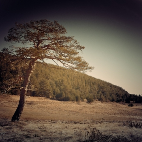 Alone Pine