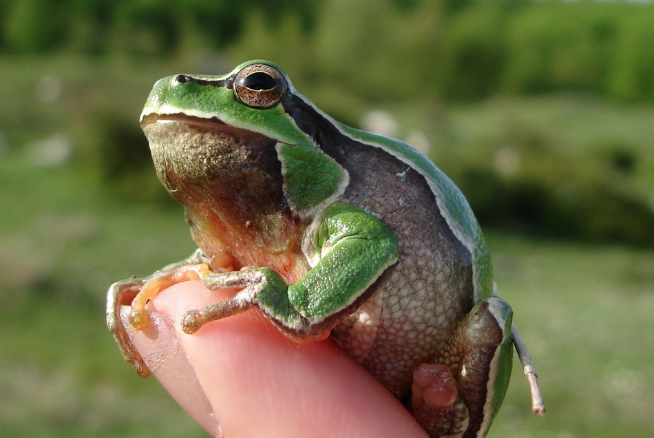look at my froggy eyes