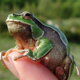look at my froggy eyes