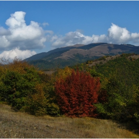 Мургаш
