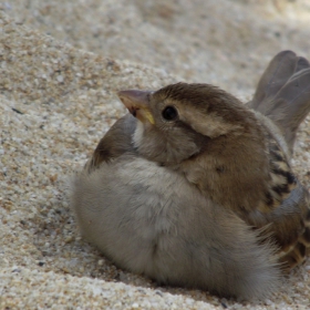 the sweetest bird