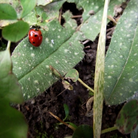 sweet bug