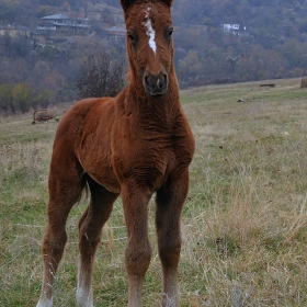 Любопитко