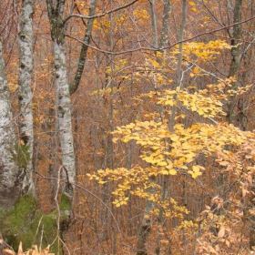 Есенно