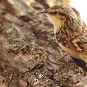 Горска дърволазка (Certhia familiaris)