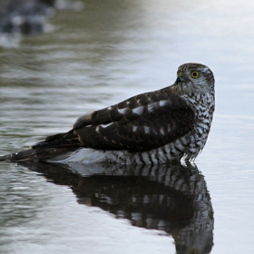 (Accipiter nisus)