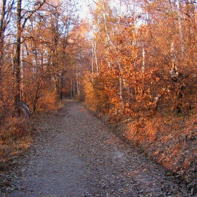 Път през гората