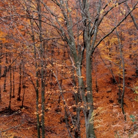 Последни есенни листа