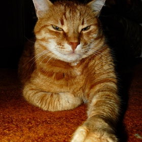 Сашко