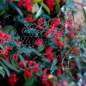 droplet web