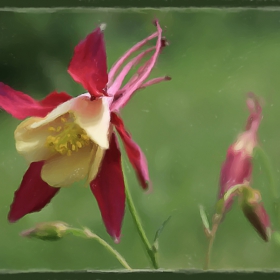 Aquilegia in watercolors
