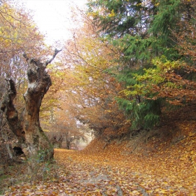 В приказната гора