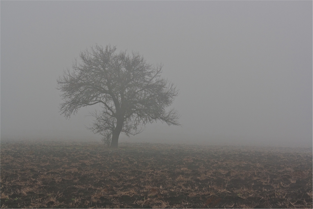 Самотник в мъглата
