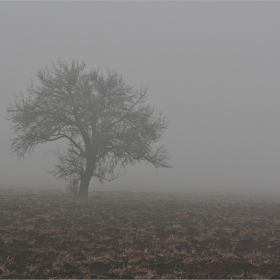 Самотник в мъглата