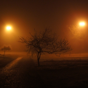  In the Mist of Morning