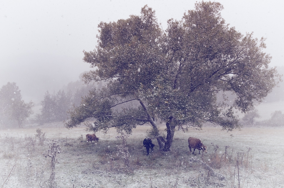 Snow Tales