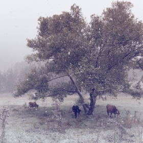 Snow Tales