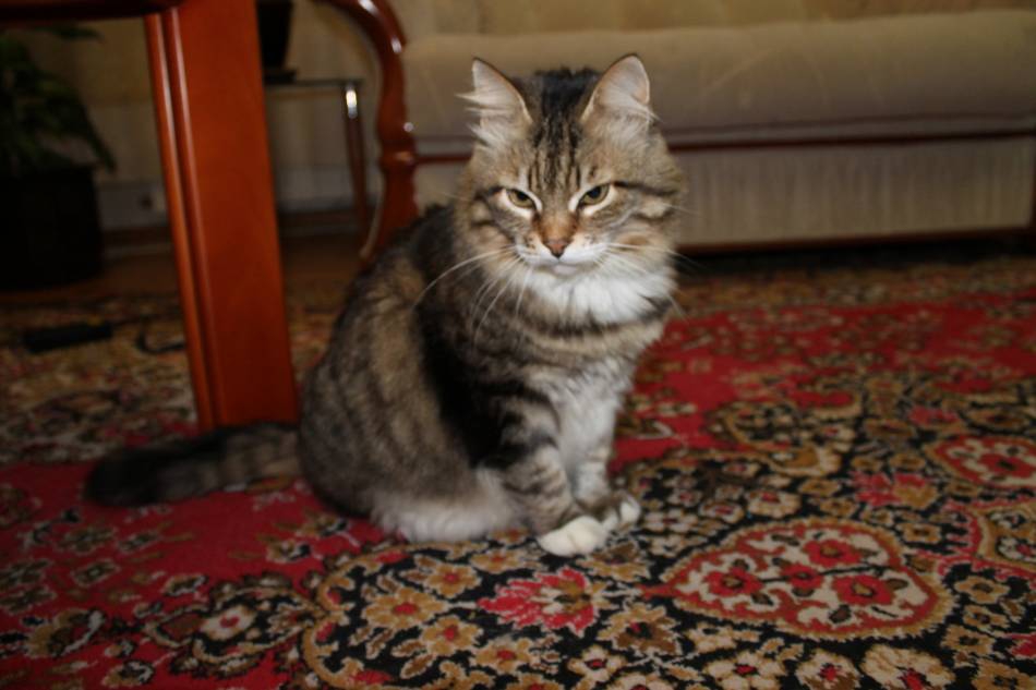 Коте