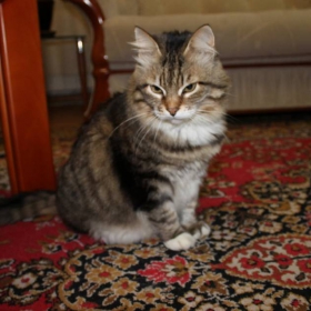 Коте