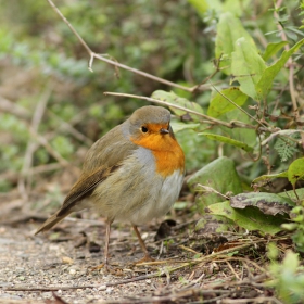 Червеногръдка (Erithacus rubecula )