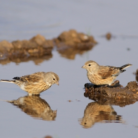 Конопарче (Carduelis cannabina)