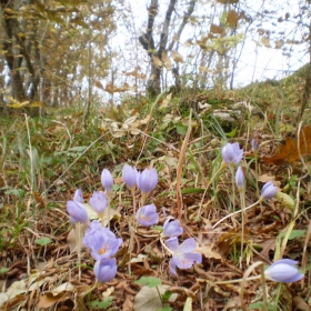 есен в гората