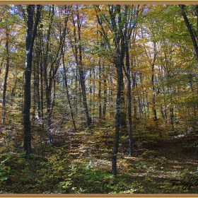 Есенна картина от гората