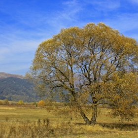 Самотно дърво