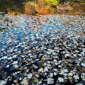 Есенни листа във вода