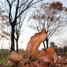 L'automne d'or