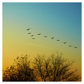 Flight