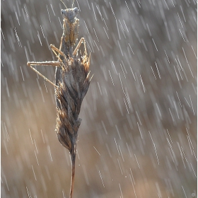 November rain :-)