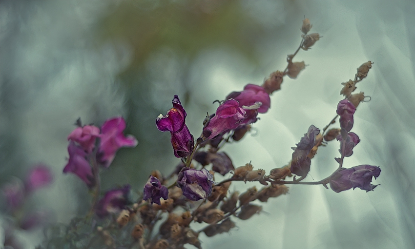  Antirrhinum/Кученце