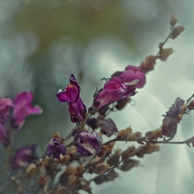  Antirrhinum/Кученце