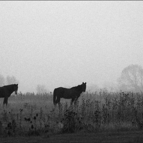 Meeting in the Fog 