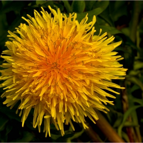 ..*:*..Изображения - Глухарче, също Жълтурче, Радика (Taraxacum) са род многогодишни тревисти растения