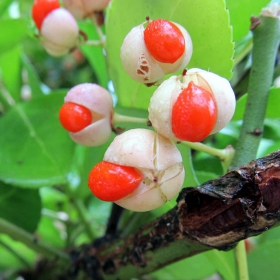 Euonymus japonica!