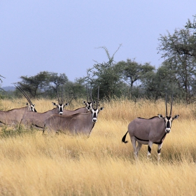 Източноафрикански орикс (Oryx gazella), Етиопия, 2011