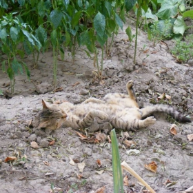 Котка хамелеонка