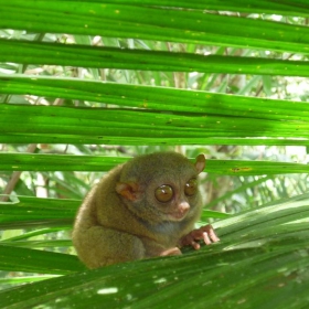 a little monkey from Bohol, Philippines