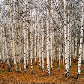 Есенни брезички