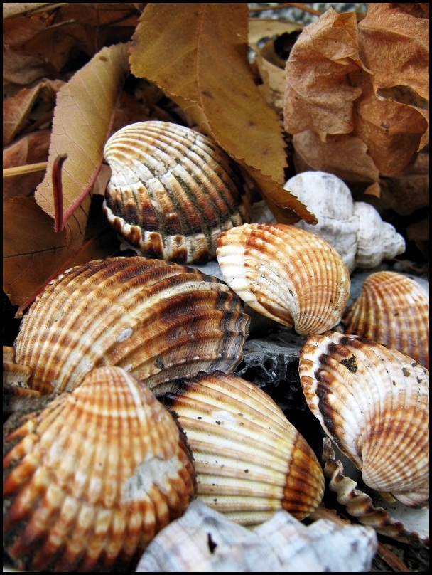 Морска есен