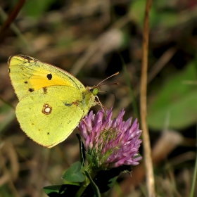 ...Colias croceus(Жълта ливадна пеперуда)...